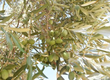 Zeytin 